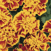 Tagetes bonanza Bee