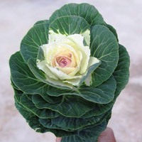 BRASSICA OLERACEA CONDOR F1